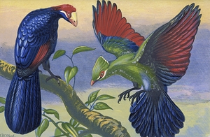 Violet Plantain Eater and White Crested Turaco [1871] by Thomas Waterman Wood [1823–1903]